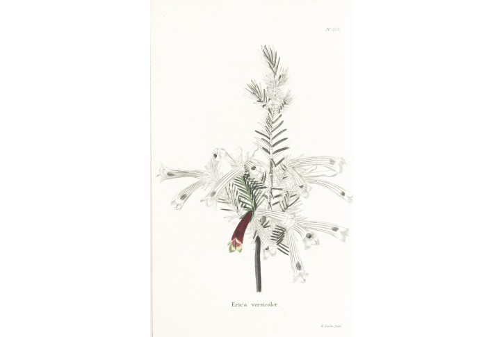 Erica versicolor, Lodiges, mědiryt, 1790