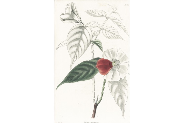 Oleander, Lodiges, mědiryt, 1790