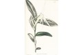 Epidendrum nocturnum, Lodiges, mědiryt, 1790