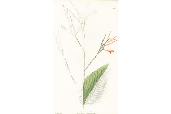 Canna excelsa, Lodiges, mědiryt, 1790