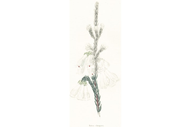 Erica elongata, Lodiges, mědiryt, 1790