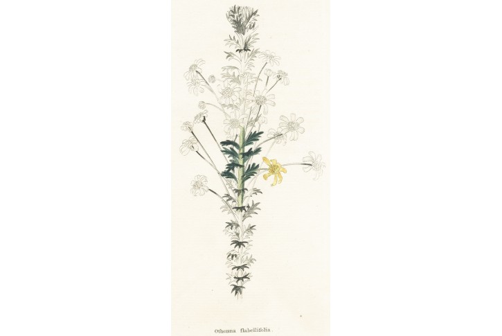 Othonna flabellifolia, Lodiges, mědiryt, 1790