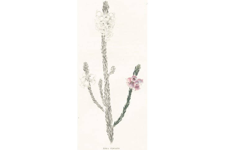 ERICA VISCARIA, Lodiges, mědiryt, 1790