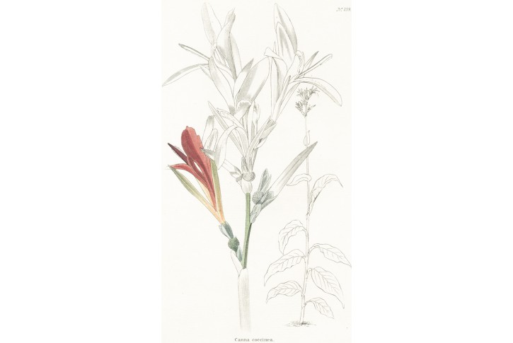 Canna coccinea, Lodiges, mědiryt, 1790