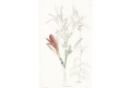 Canna coccinea, Lodiges, mědiryt, 1790