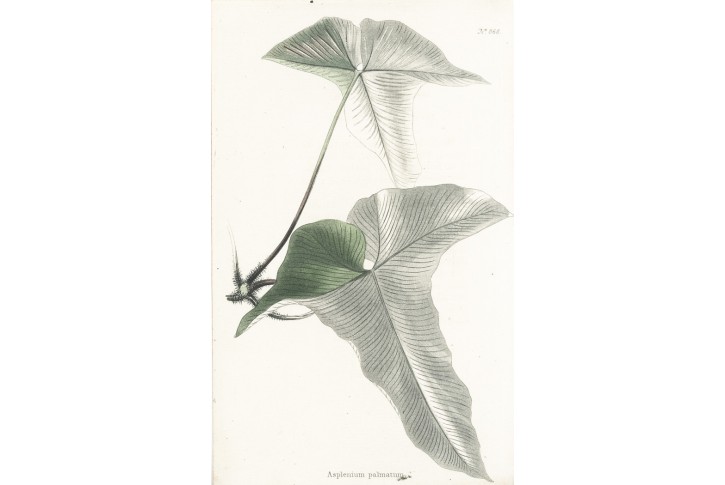 Sleziník, Lodiges, mědiryt, 1790