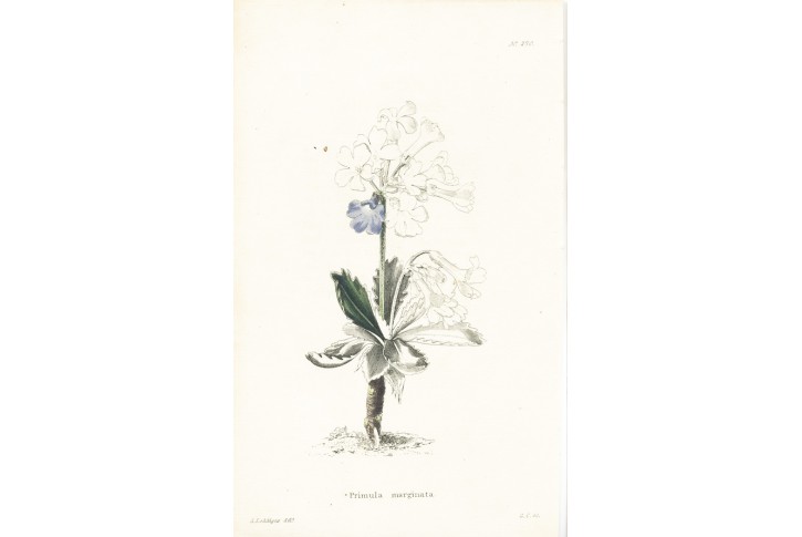 Prvosenka lemovaná, Lodiges, mědiryt, 1790