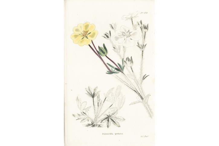 Mochna srstnatá, Lodiges, mědiryt, 1790