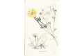 Mochna srstnatá, Lodiges, mědiryt, 1790