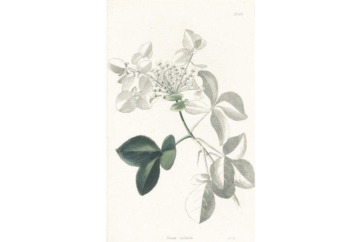 Panax aculeata, Lodiges, mědiryt, 1790