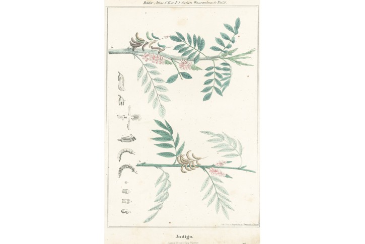 Indigo, kolor.  litografie, 1840