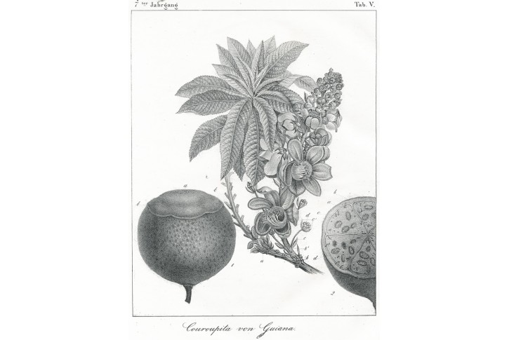 Lončatník guyanský, litografie, (1830)