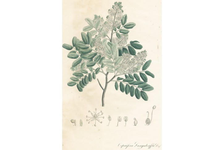 Kopaiva, kolor. litografie, Esenbeck 1828