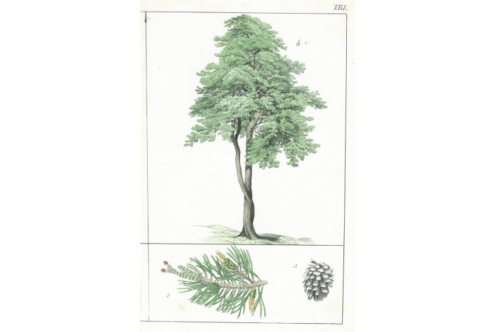 Borovice, kolor. litografie, (1870)