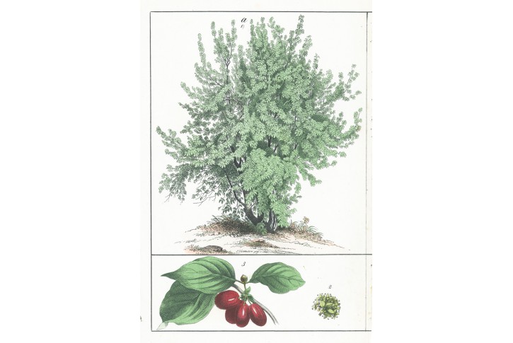 Habr, Dřín,, kolor. litografie, (1870)