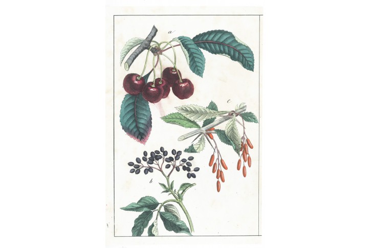 Višně, kolor. litografie, (1870)