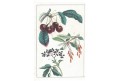 Višně, kolor. litografie, (1870)