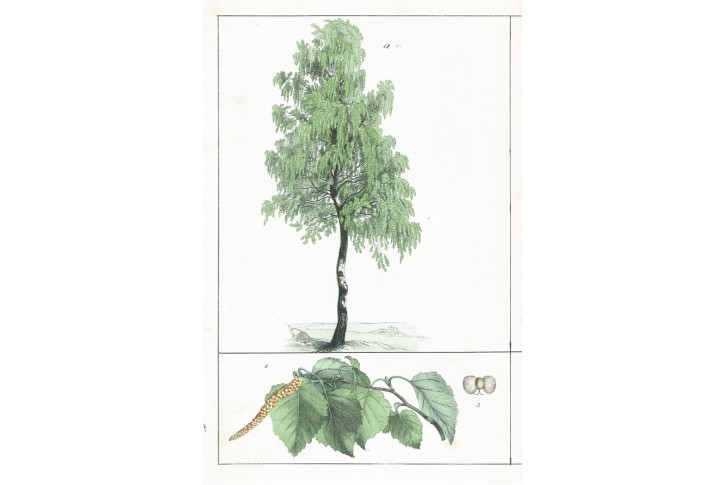 Bříza, kolor. litografie, (1870)