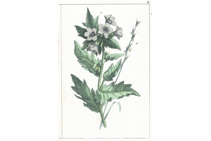 Blín, kolor. litografie, (1870)