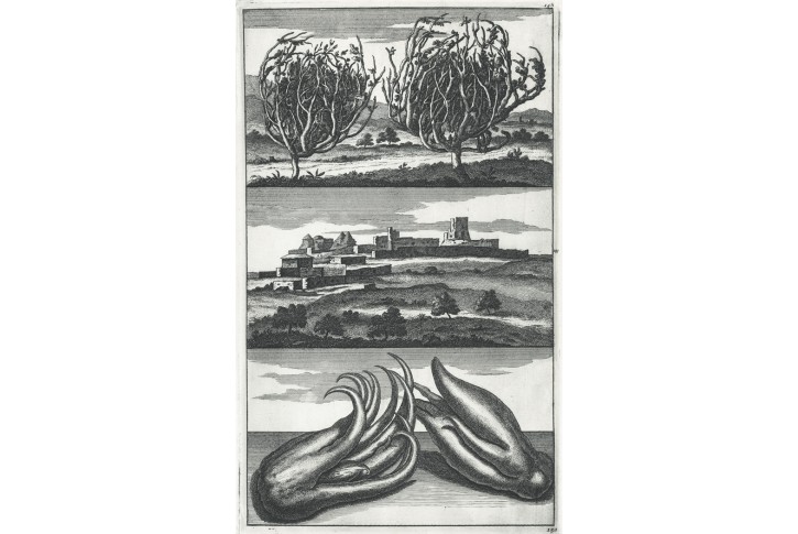 Růže z Jericha , Latrun, C. Bruyn, mědiryt, 1714