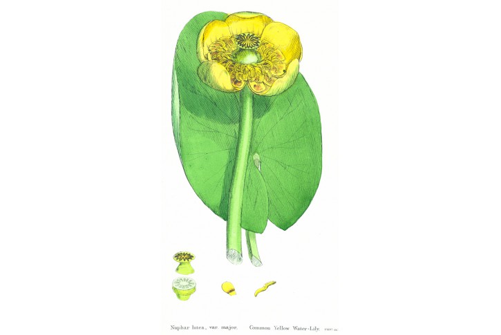 Stulík žlutý, Boswell, kolor. litografie, 1863