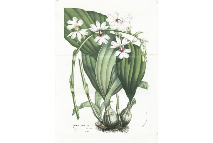 Calanthe vestita, Houtte, chromolitogr., (1860)