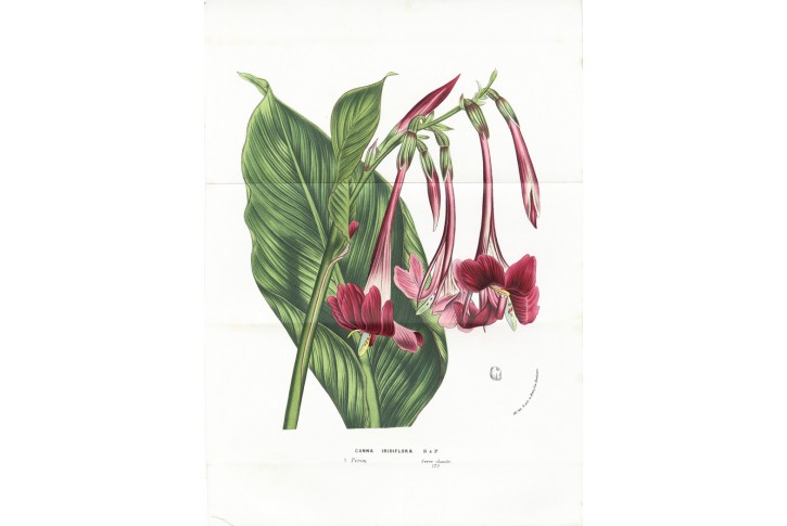 Canna iridiflora, Houtte, chromolitogr., (1860)
