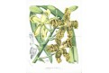 Tygří orchidej, Houtte, chromolitogr., (1860)