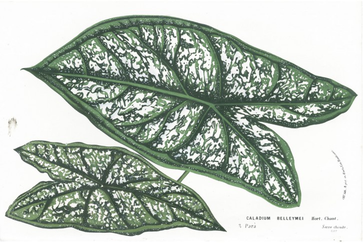 Caladium Bellemei, Houtte, chromolitogr., (1860)