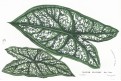Caladium Bellemei, Houtte, chromolitogr., (1870)