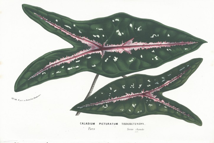 Caladium Picturatum, Houtte, chromolitogr., (1860)