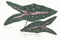 Caladium Picturatum, Houtte, chromolitogr., (1860)