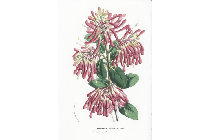 Embothrium cocci., Houtte, chromolitogr., (1860)