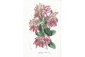 Embothrium cocci., Houtte, chromolitogr., (1860)