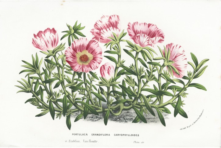 Šrucha , Houtte, chromolitogr., (1860)