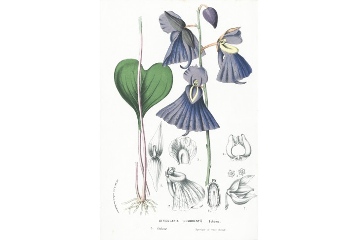Bublinatka Humboldt, Houtte, chromolitogr., (1860)