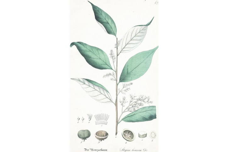 Styrax benzoin, kolor. litografie, (1870)