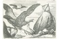 Barlow , Orel jestřáb sovy, mědiryt ,1755