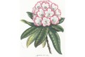 Rhododendron, Houtte, chromolitogr., (1860)