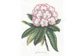 Rhododendron, Houtte, chromolitogr., (1860)