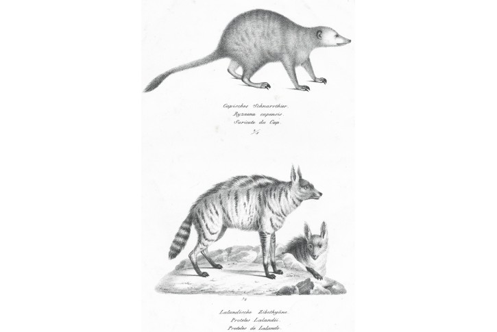 Hyena, Schinz, litografie, 1845