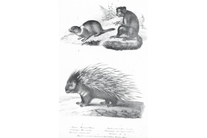 Dikobraz, Schinz, litografie, 1845