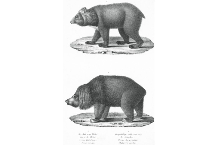 Medvědi, Schinz, litografie, 1845
