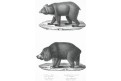 Medvědi, Schinz, litografie, 1845