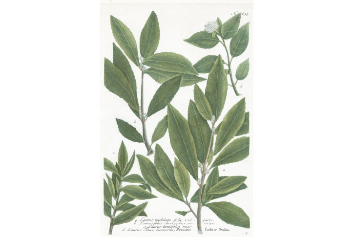 Vavřín bobkový list, Weinmann, kol. mědiryt, 1742