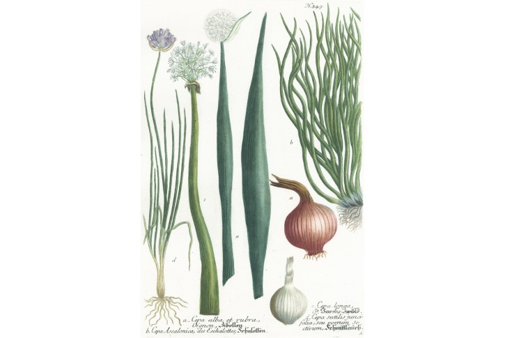 Cibule a šalotka, Weinmann, kol. mědiryt, 1742