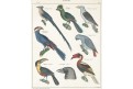 Papoušci, Oken, kolor. litografie, 1841