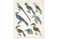 Papoušci, Oken, kolor. litografie, 1841