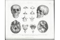 Bilder Atlas Anatomie  Zoologie  Botanik, Lpz 1870
