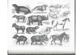 Bilder Atlas Anatomie  Zoologie  Botanik, Lpz 1870